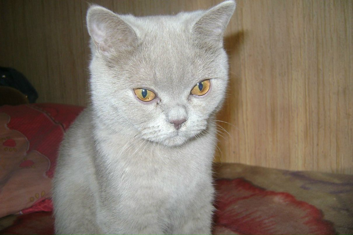 Иришка Юхлина | Новосибирск