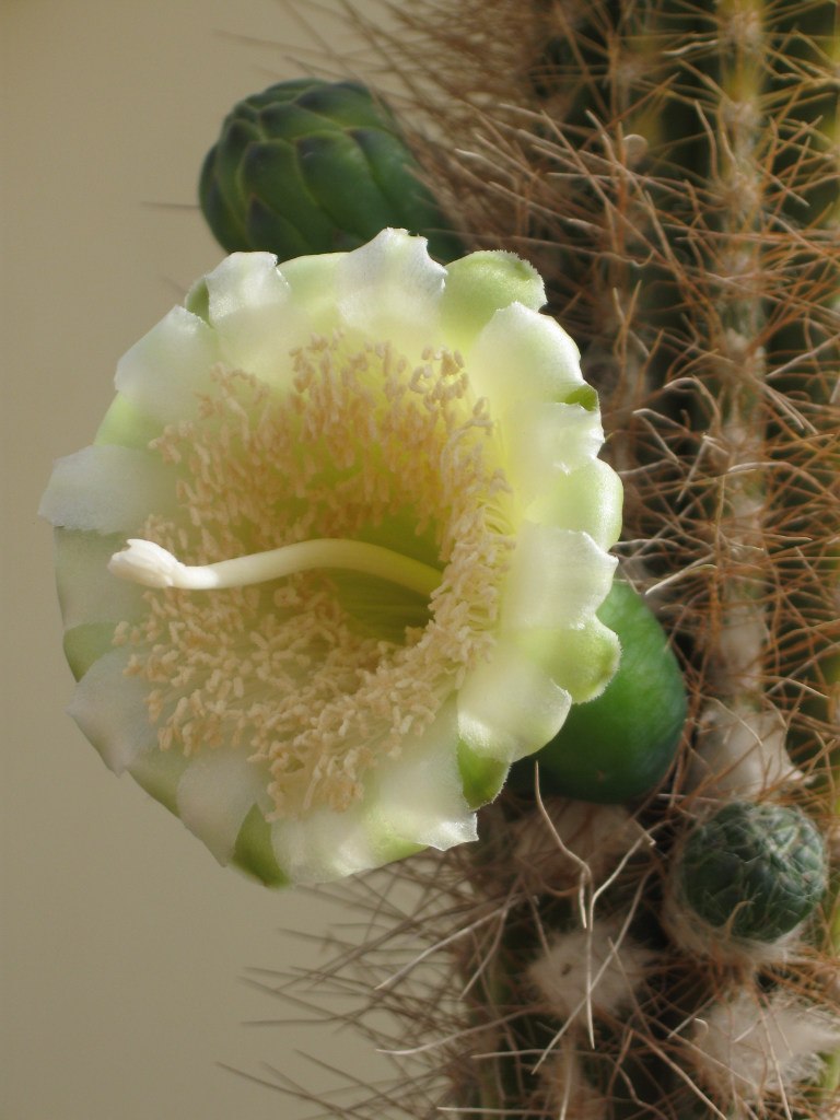 Ольга Дусманова | Москва