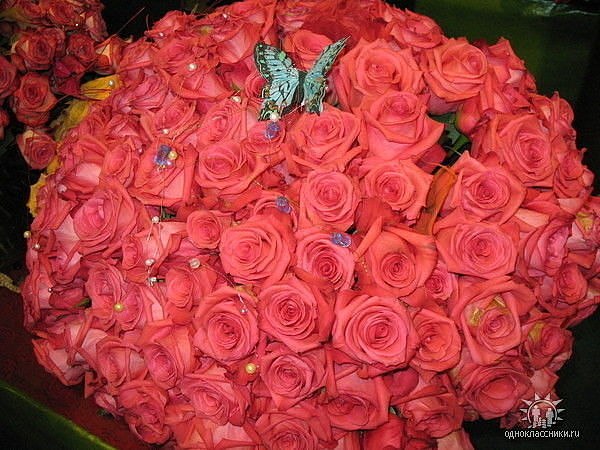 Marina Smirnova | Ульяновск