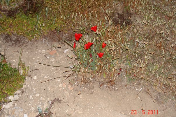 №104, Никита Лихачев, Санкт-Петербург №104, Никита Лихачев, Санкт-Петербург