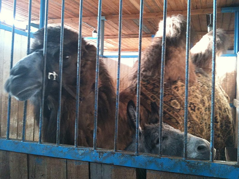 Оля Коваль | 