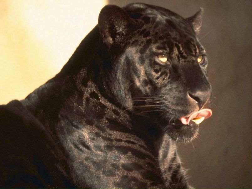 №95, Альона Фризская, Яготин №95, Альона Фризская, Яготин