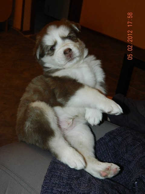 Forest Gamb | Новосибирск