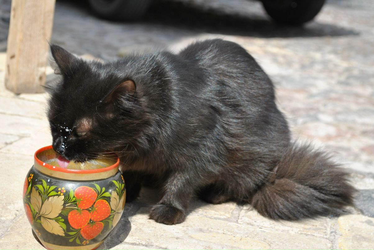 Костя Петров Penny | Ростов-на-Дону