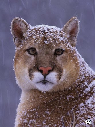 Серёга Дунаев | Латная