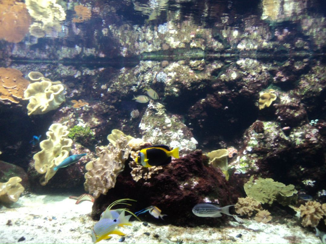 Инна Билоус | Одесса