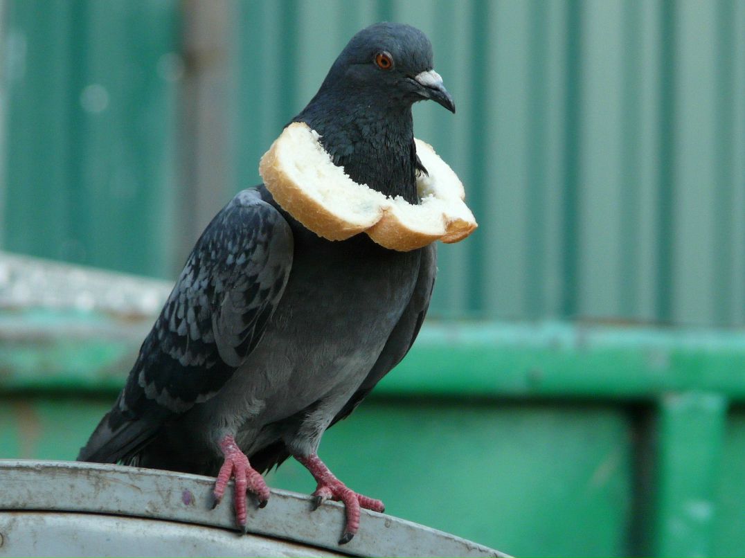 Олег Сазанович | Минск