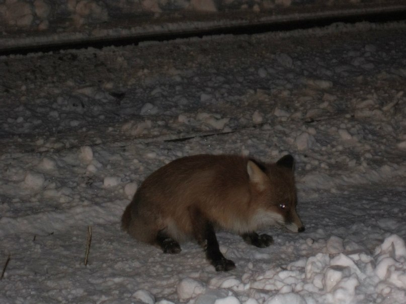Игорь Лосев | Апатиты