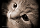 Фотография Max Stepin