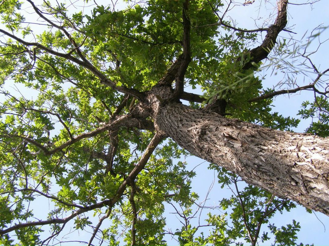 Лилия Устинова | Тольятти