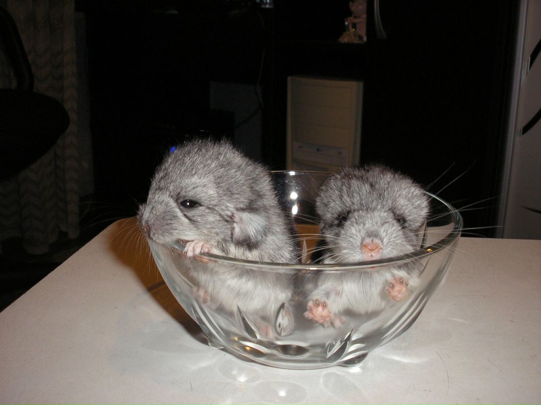 Сергей Чернолихов | Харьков