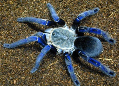 Александр Русенко | Черкассы