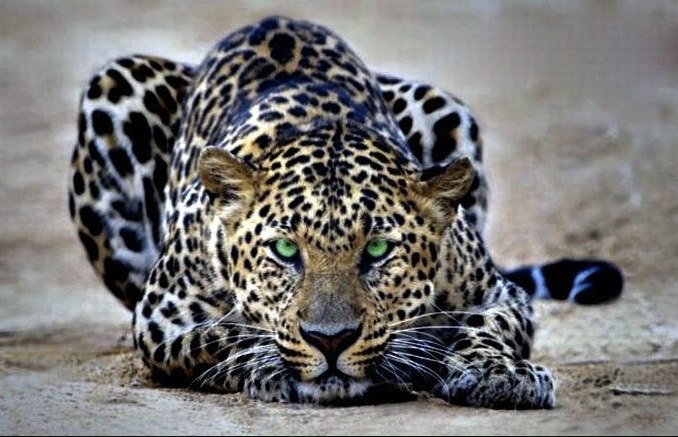 Виктор Дубровский | Санкт-Петербург