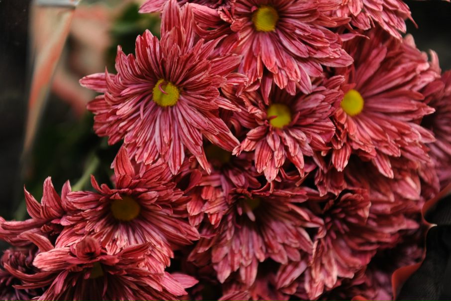 №56, Алина Тухканен-Алфёрова, 42 года, Санкт-Петербург, Россия №56, Алина Тухканен-Алфёрова, 42 года, Санкт-Петербург, Россия