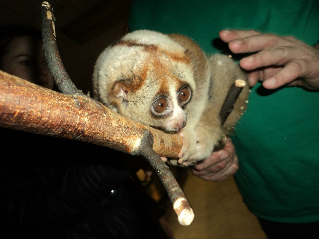 Вячеслав Трофимовский | Санкт-Петербург