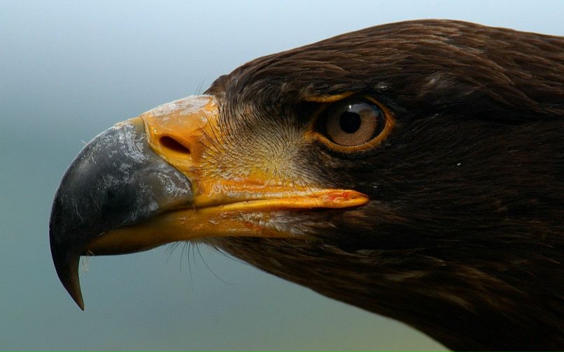 Shamil Ubaev | Махачкала