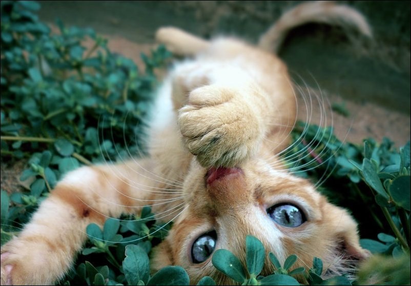 Ольга Каленова | Одесса