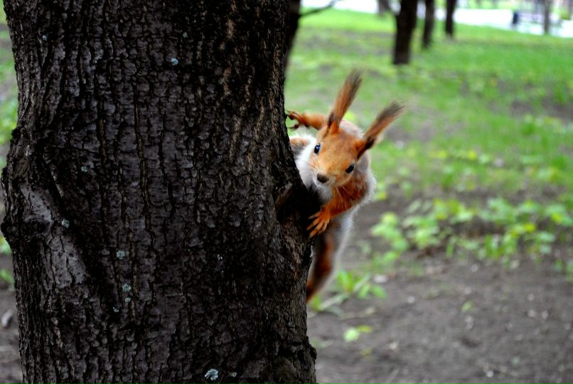 Наталья Лесничая | Бахмут / Артемовск