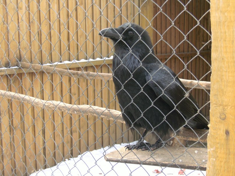 Маргарита Булгакова | Краснодар