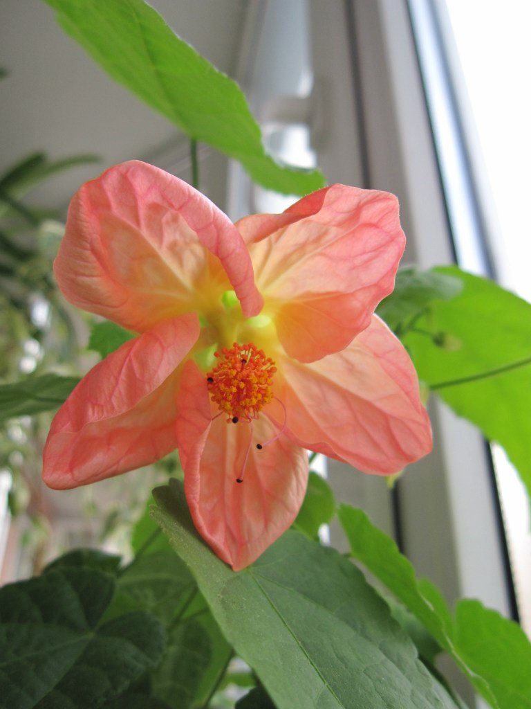 Светлана Серб | Санкт-Петербург