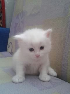 Колян Копыткин | Москва