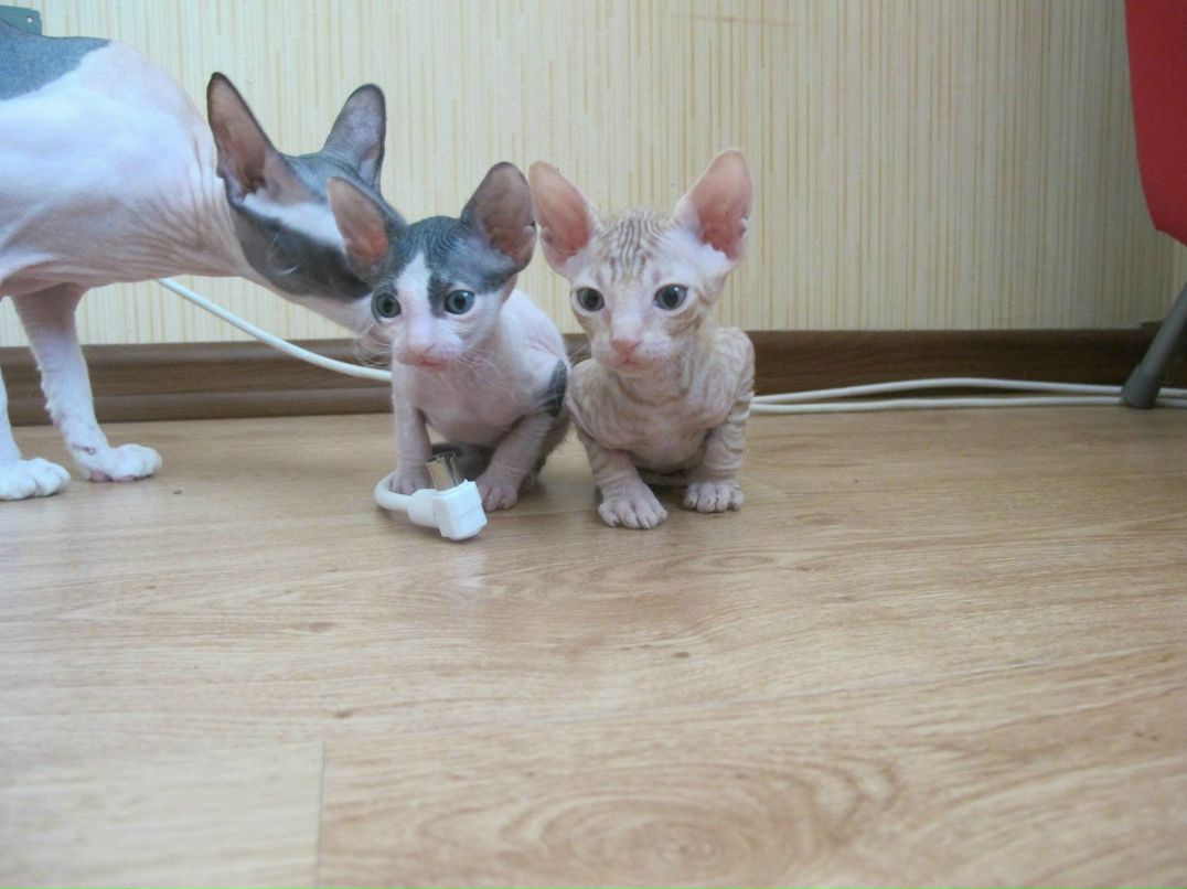 Ярослав Дольский | Санкт-Петербург