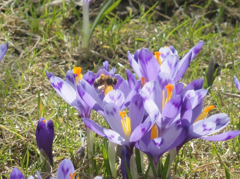 Світлана Микулинська | Мамаевцы