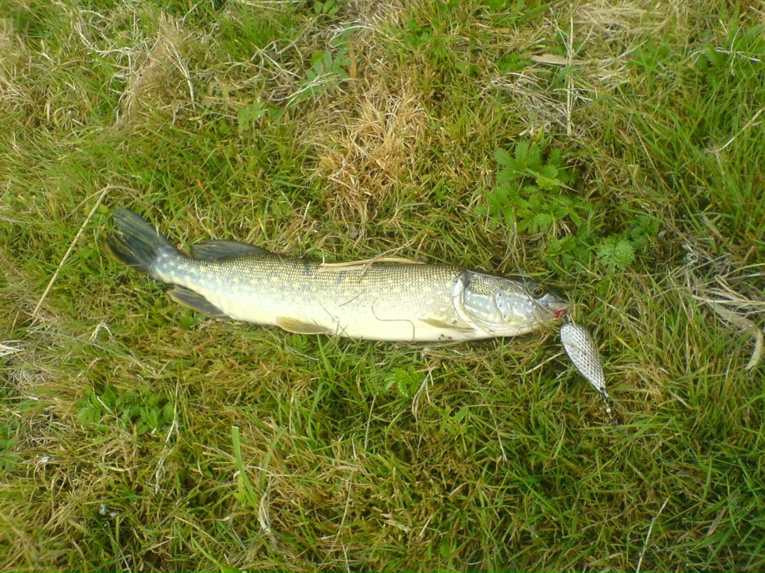 Артем Мілевський | Киев