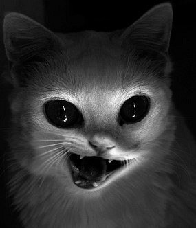 Алексей Широков | Владивосток