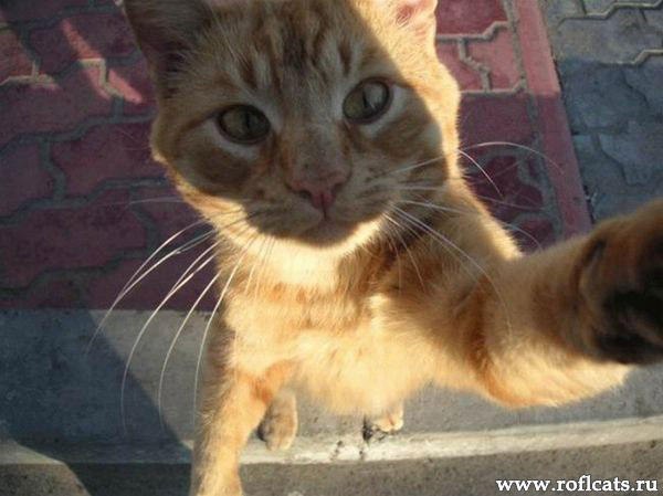 Арина Заднепровская | Тимашевск