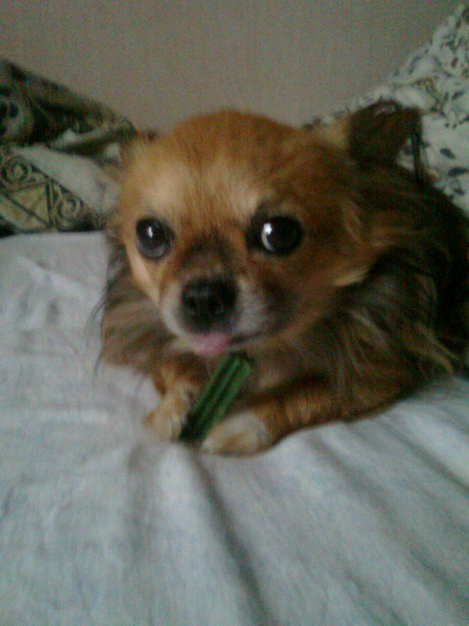 Евгений Голуб 