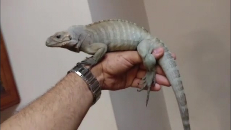 Blue Rhinoceros