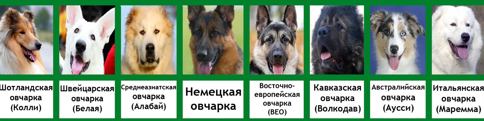 Сибирский хаски