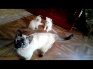 Отдали всех котят/Животные
