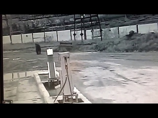 В Охе заметили медведя