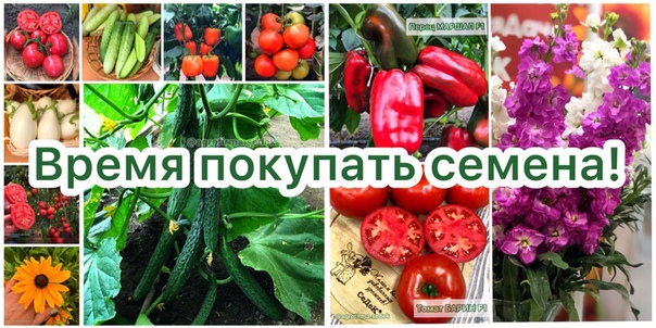 Www Seedsmail Ru Интернет Магазин