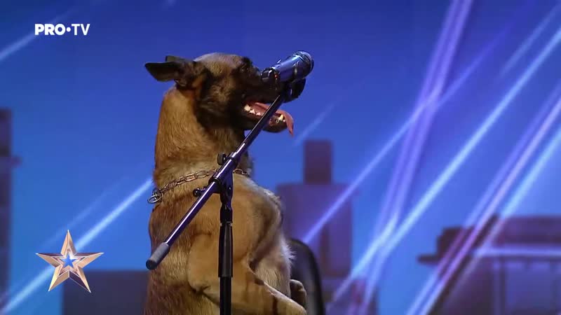 Amazing BELGIAN MALINOIS