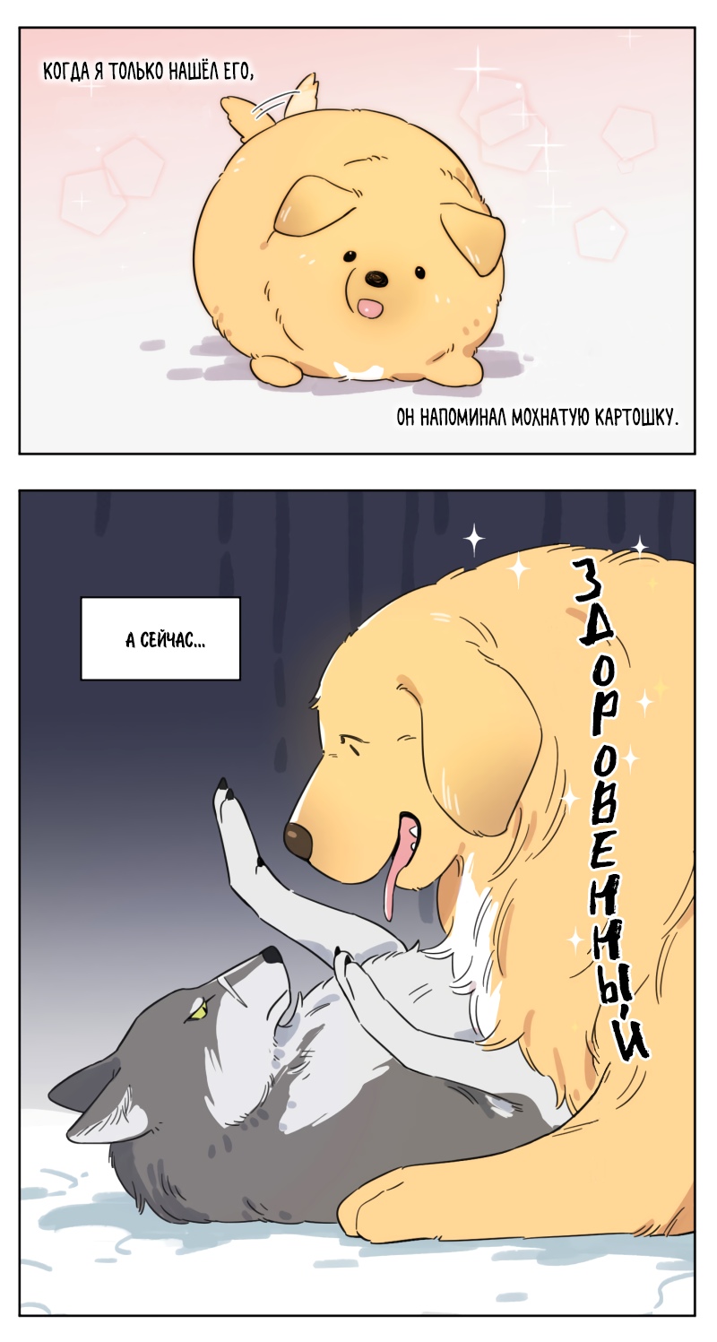 картошка