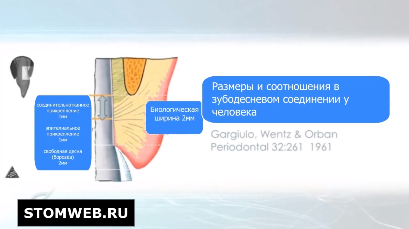 Биологическая ширина. Практическое значение.