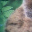 №55, Tigris Angelic, Hasselt №55, Tigris Angelic, Hasselt