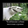 Аватар: Αнна Κнязева
