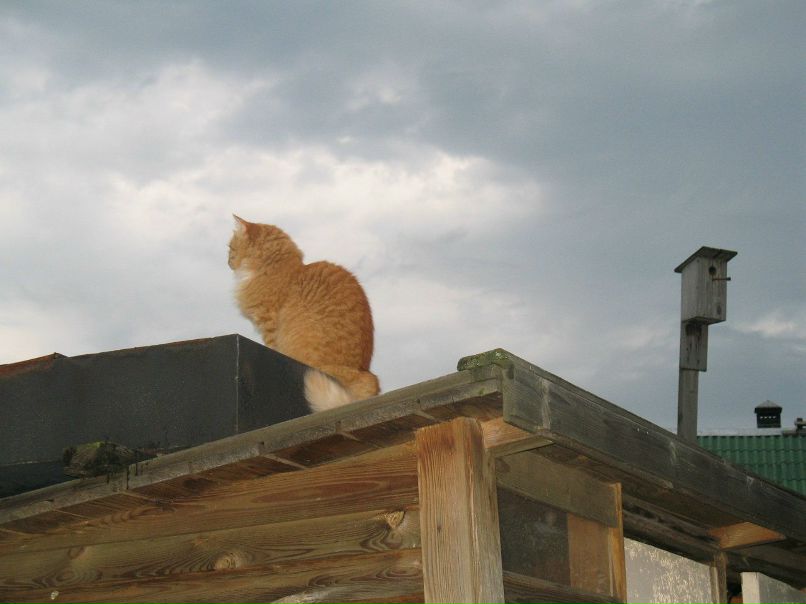 Роман Масло | Москва