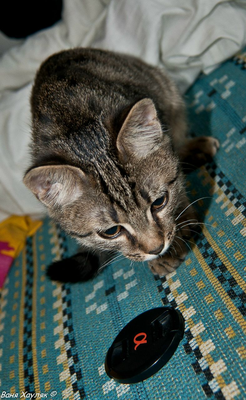 Аліна Хауляк | Львов