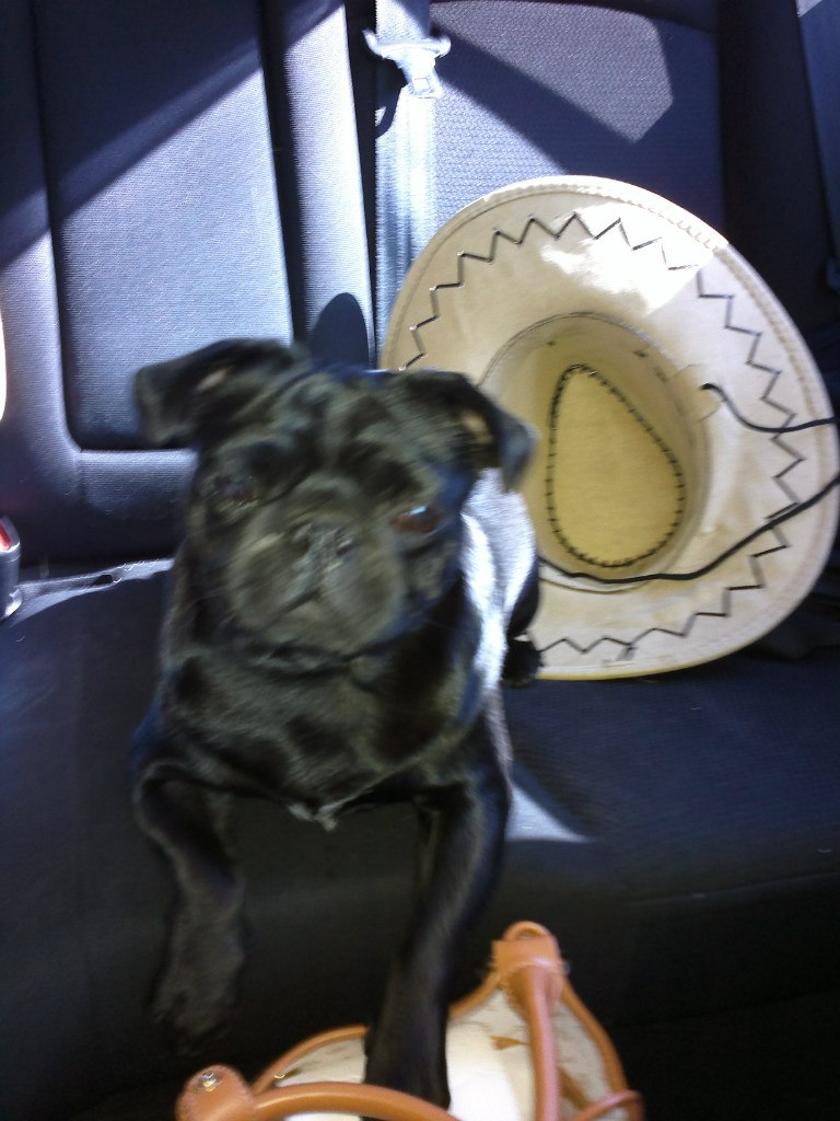 Александра Богатырева Белка | Екатеринбург