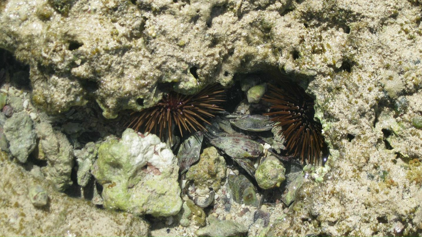 Алёна Рааг | Самара