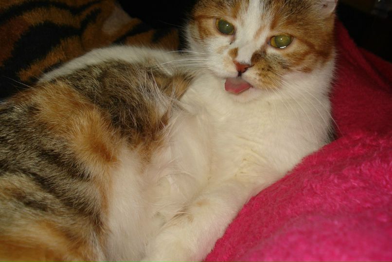 Снежана Макушевская | Ялта