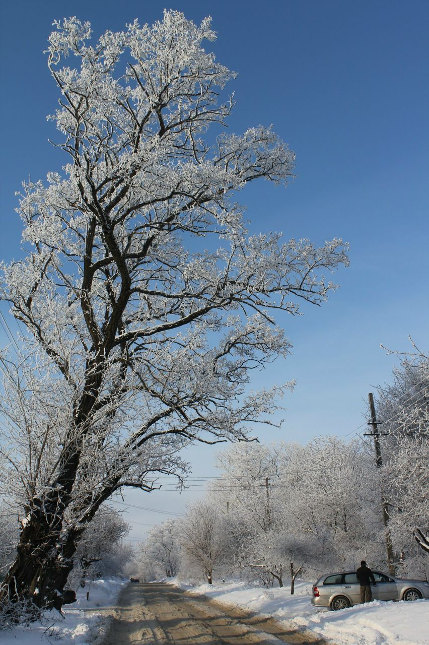 Алекса Волкова | Roma