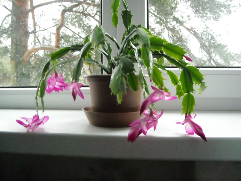 Olga Gordienko | Силламяэ