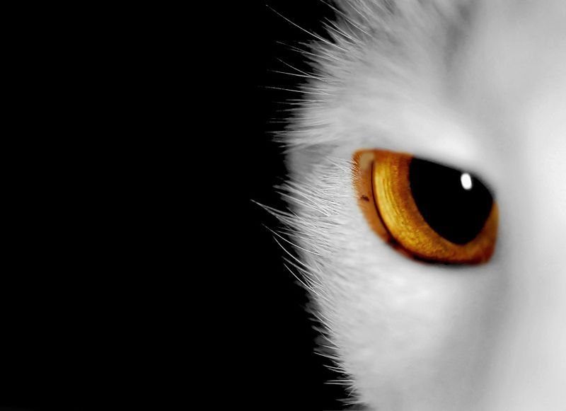 Сергей Монастыренко | Санкт-Петербург