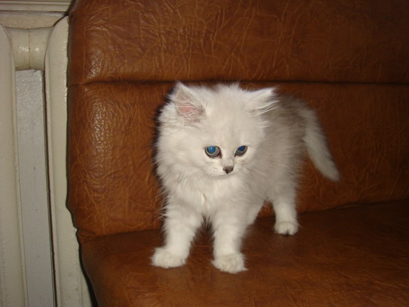 Светлана Пидгирная | Приазовское